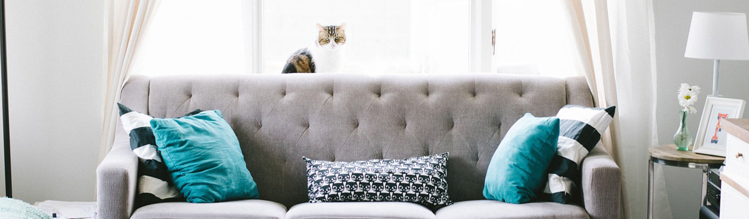 Eine weißgrau getigerte Katze sitzt auf der Rückenlehne eines grauen Sofas mit türkisfarbenen und gemusterten Kissen, vor einem hellen Fenster